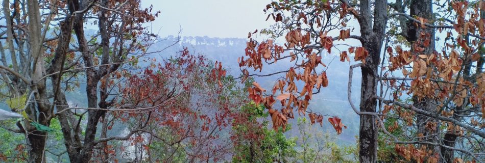 कृष्णथुम्कीको जंगलबाट देखिने कुहिरो लागेको पहाडी दृश्य