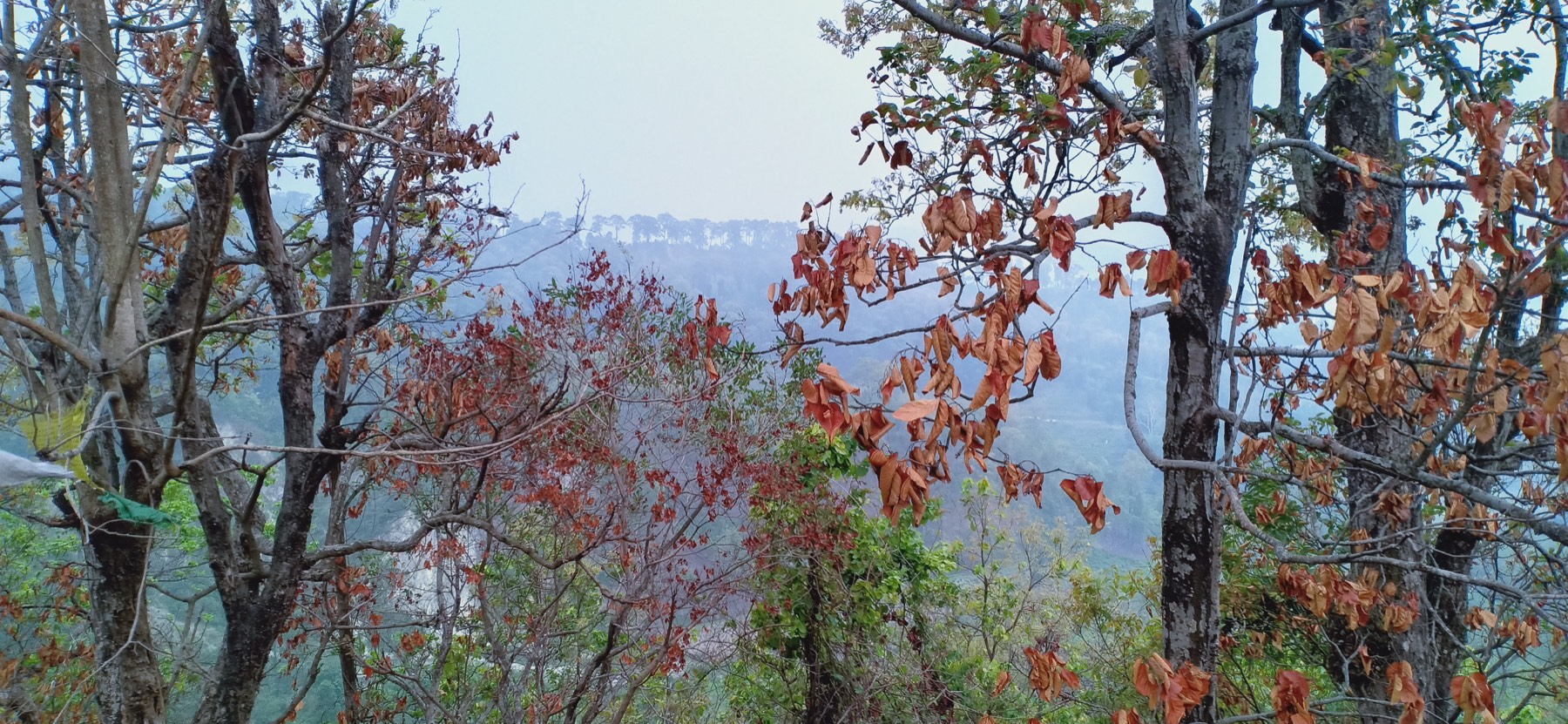 कृष्णथुम्कीको जंगलबाट देखिने कुहिरो लागेको पहाडी दृश्य